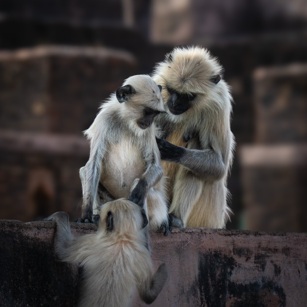 Orchha