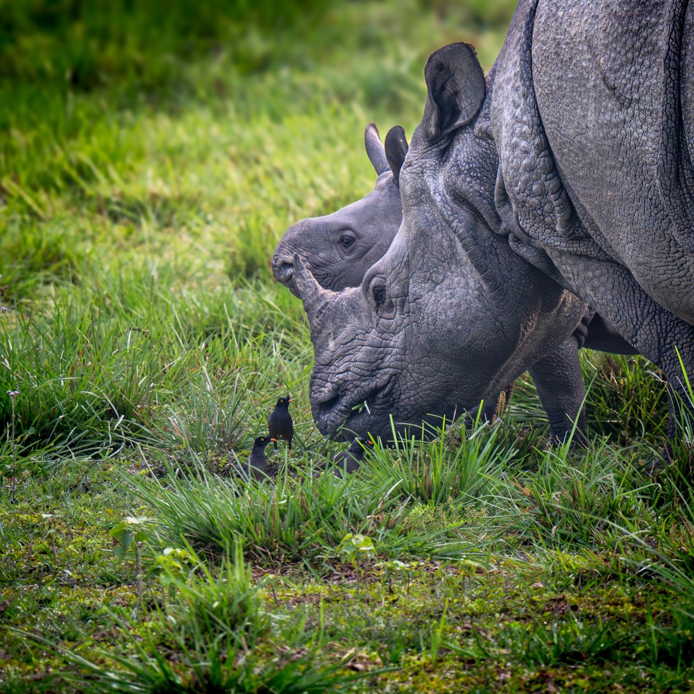 Chitwan