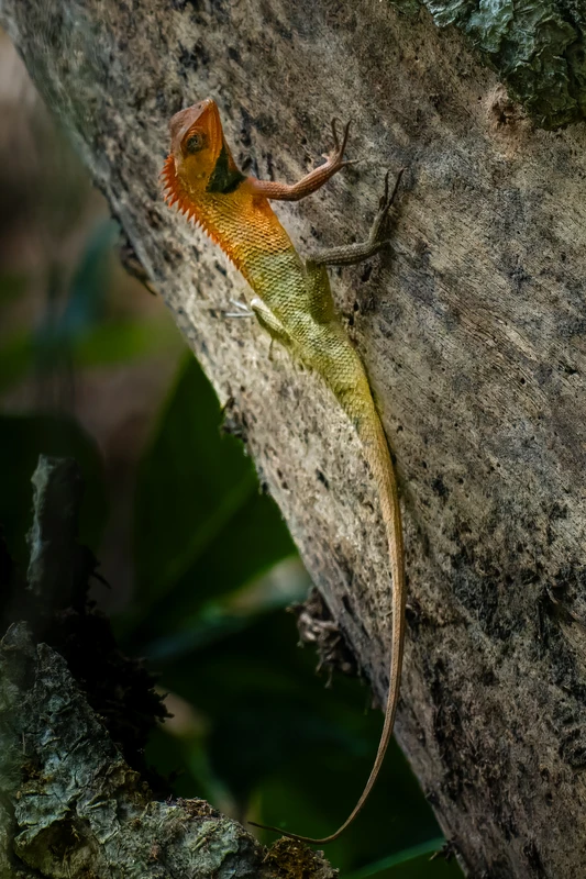 Chitwan National Park