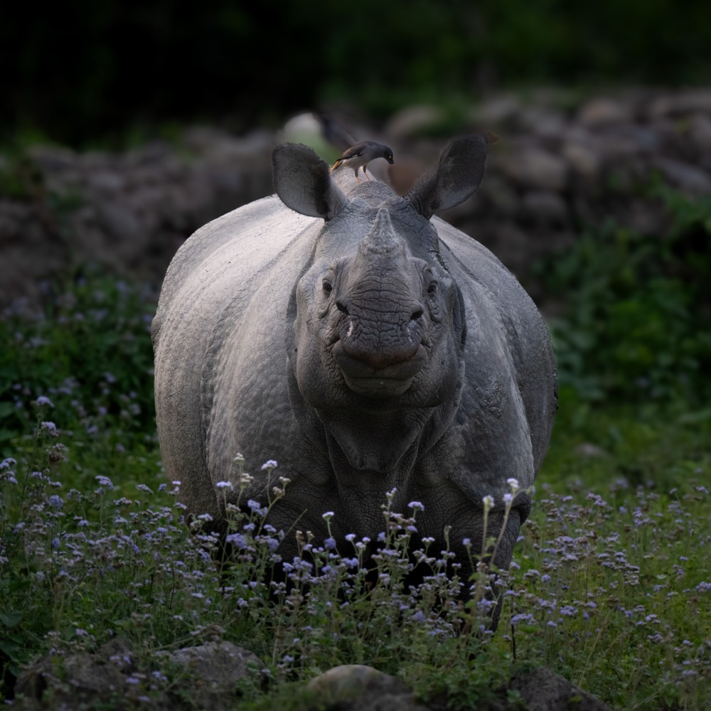 Chitwan