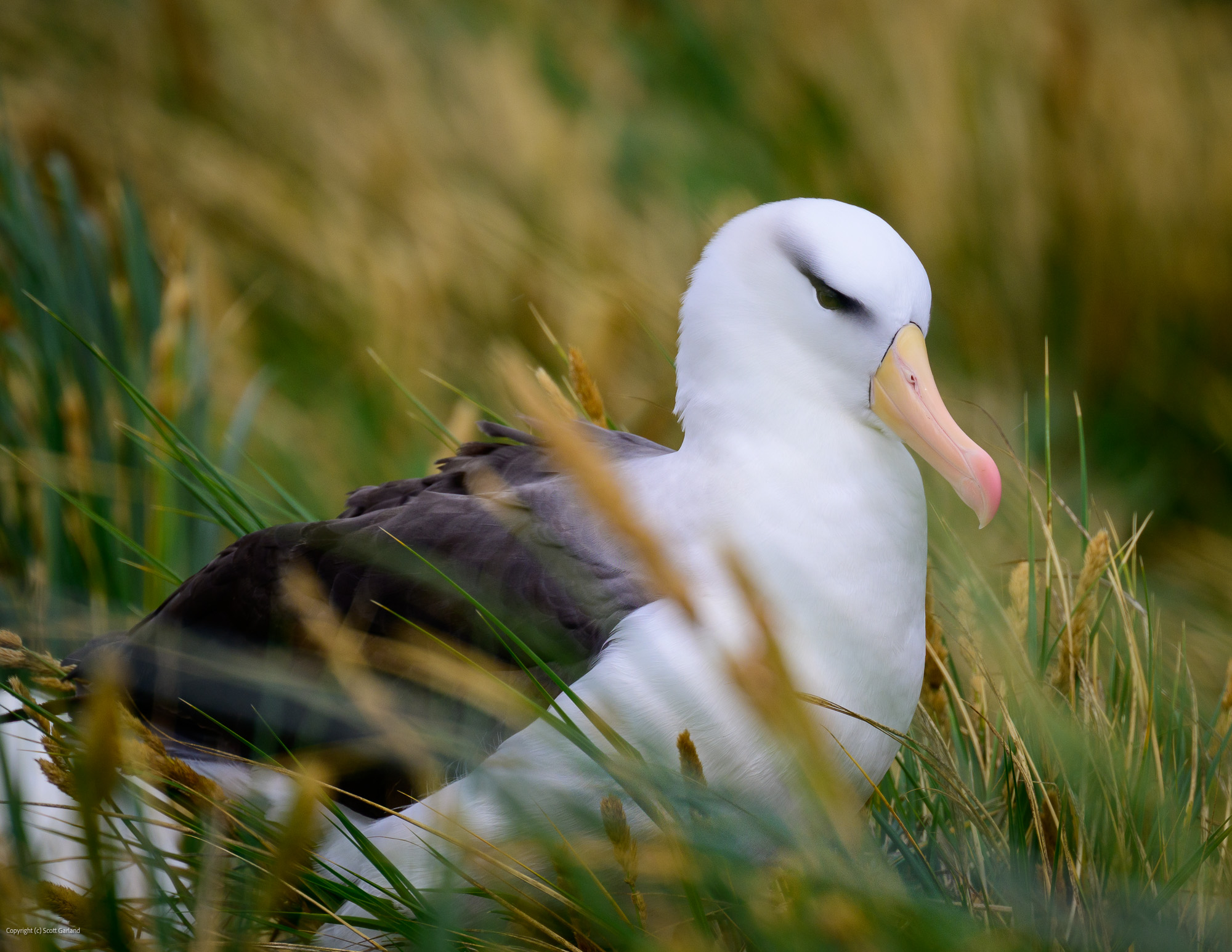 Nesting Albatross/Falklins