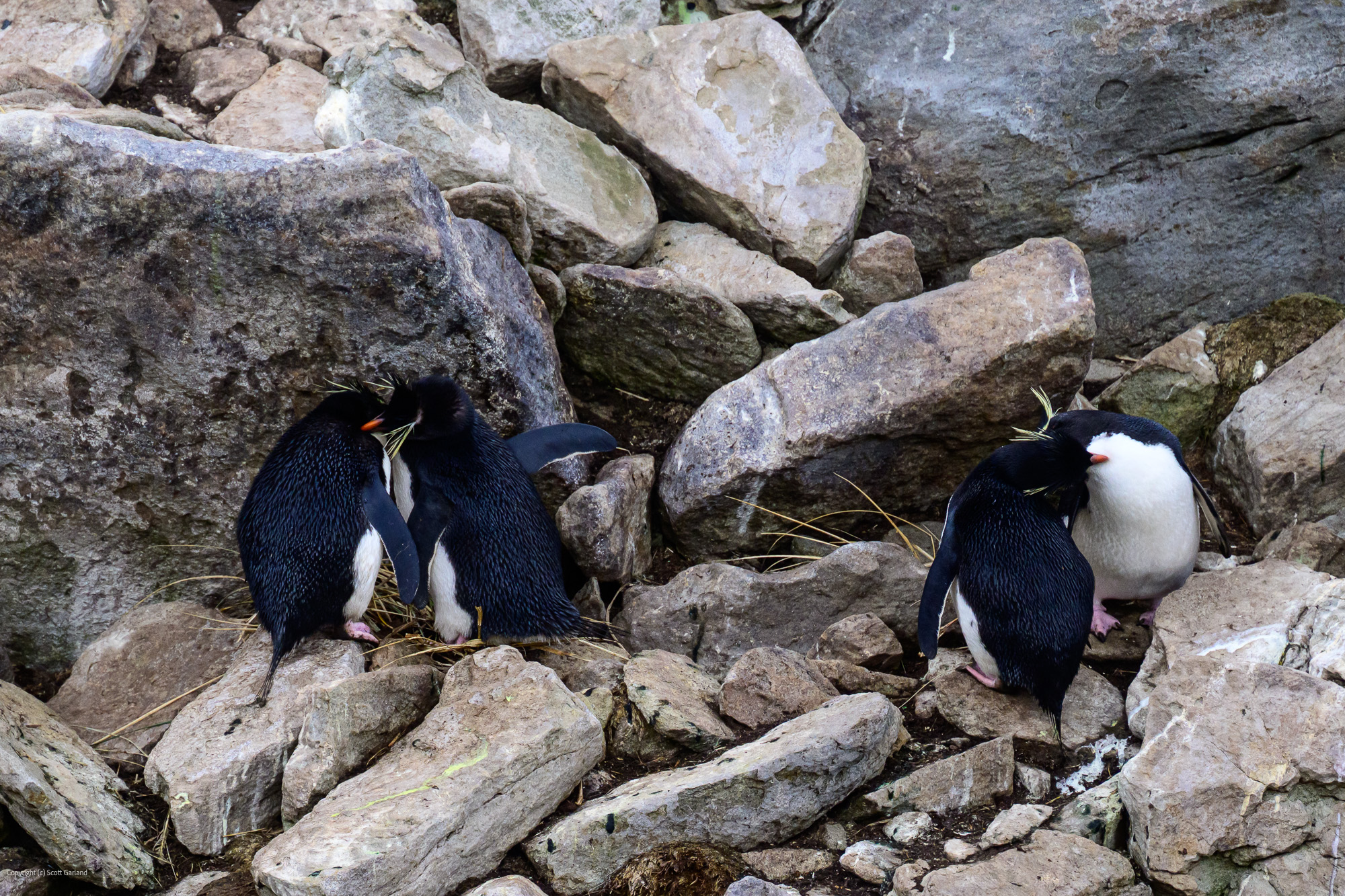 Nesting Rockhopper Penguins/Falklins