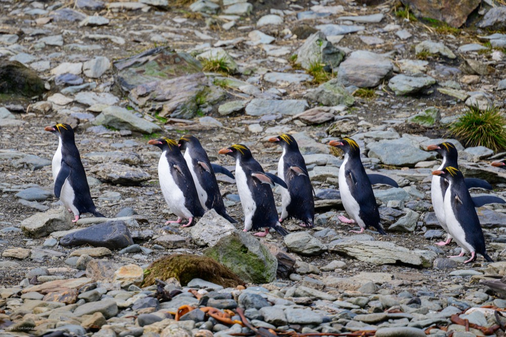 Macaroni Penguin