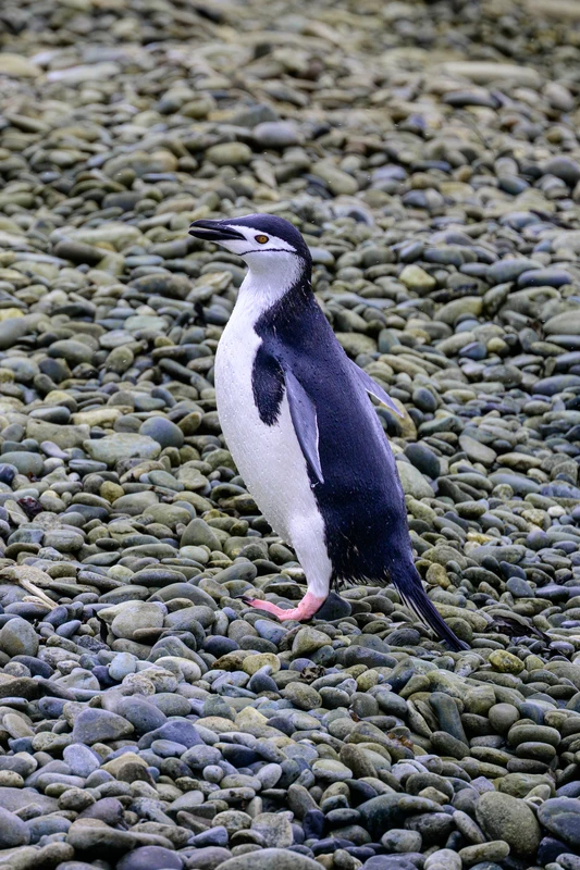 Chinstrap penguin