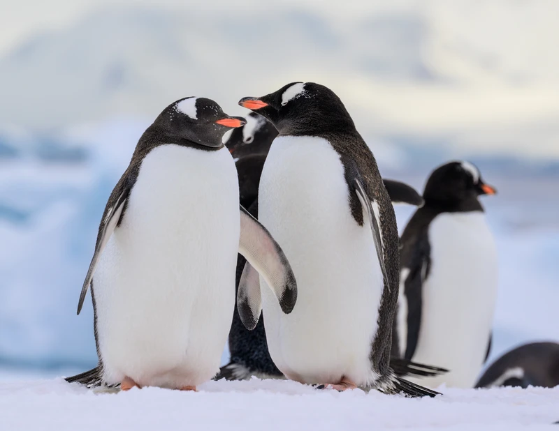 Gentoo Penguins/Antarctic Peninsula