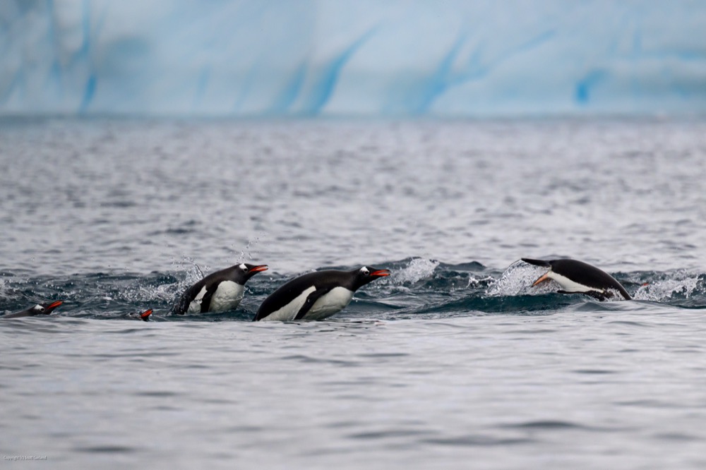 Gentoo Penguins Swimming/Antartic Peninsula