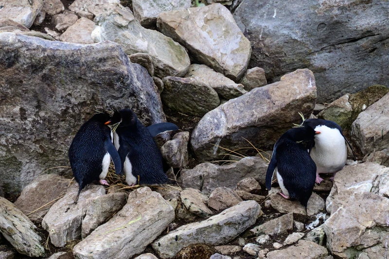 Nesting Rockhopper Penguins/Falkland