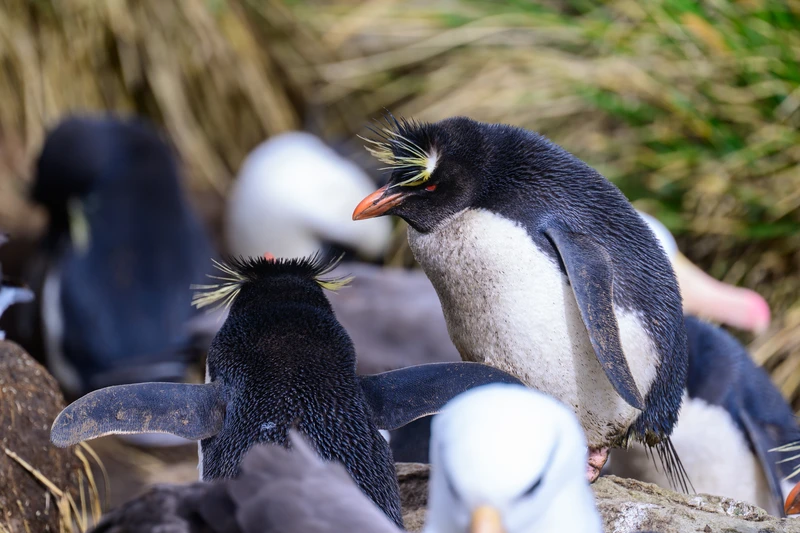 Nesting Rockhopper Penguins/Falkland