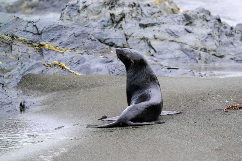 Fur Seal