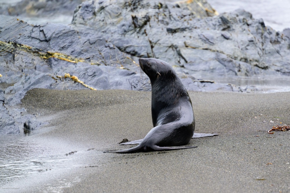 Fur Seal