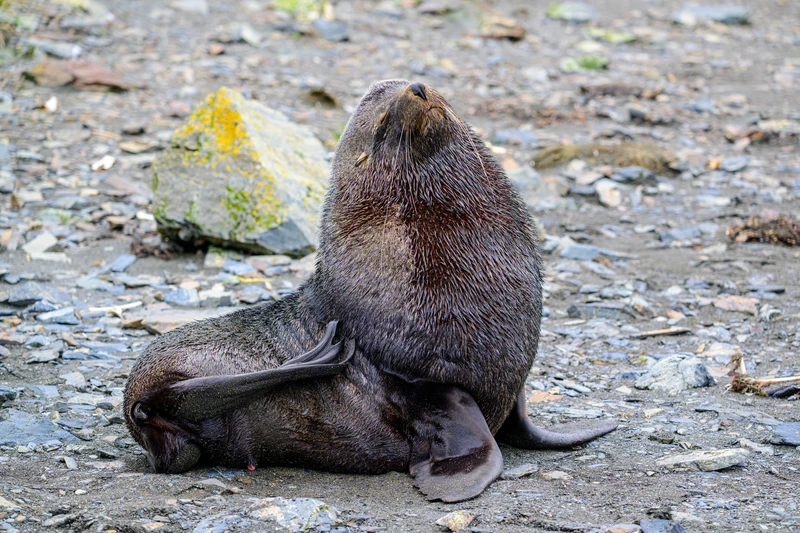Fur Seal