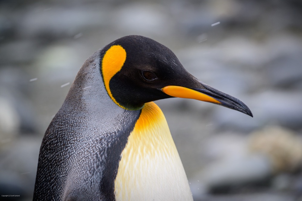 King Penguin