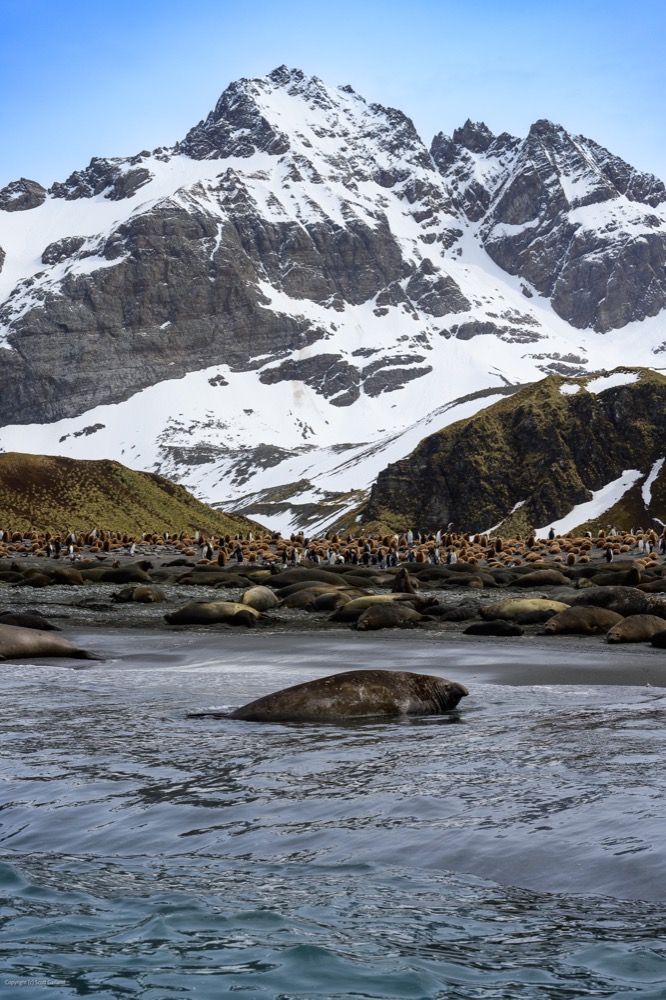 Elephant Seal