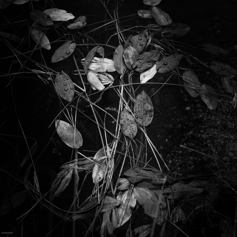 Pond Leaves