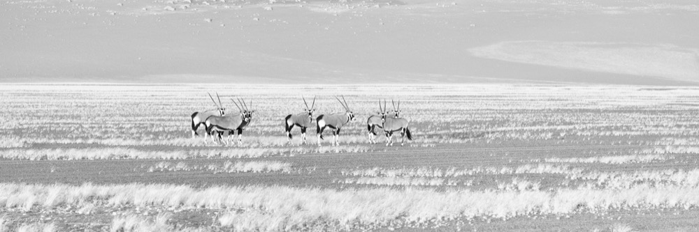 Sossusvlei Oryx