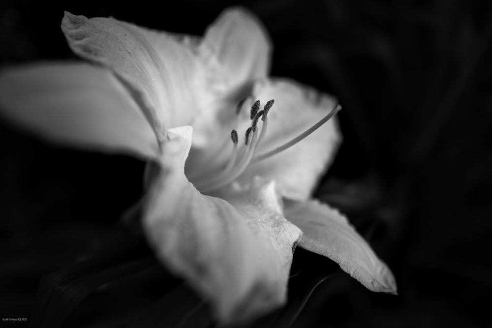 Daylily