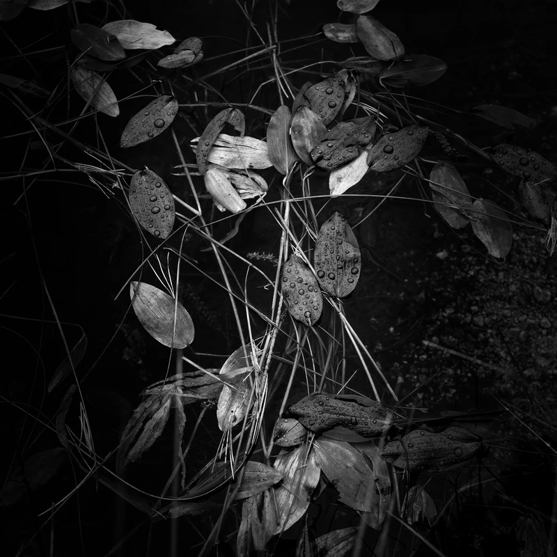 Leaves On Pond