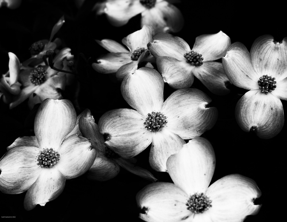 Magnolia