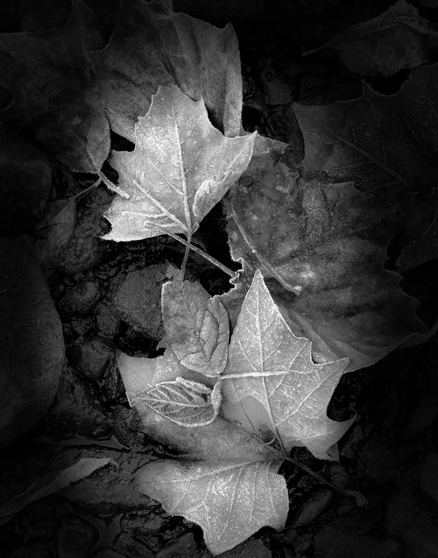 Frost Leaves